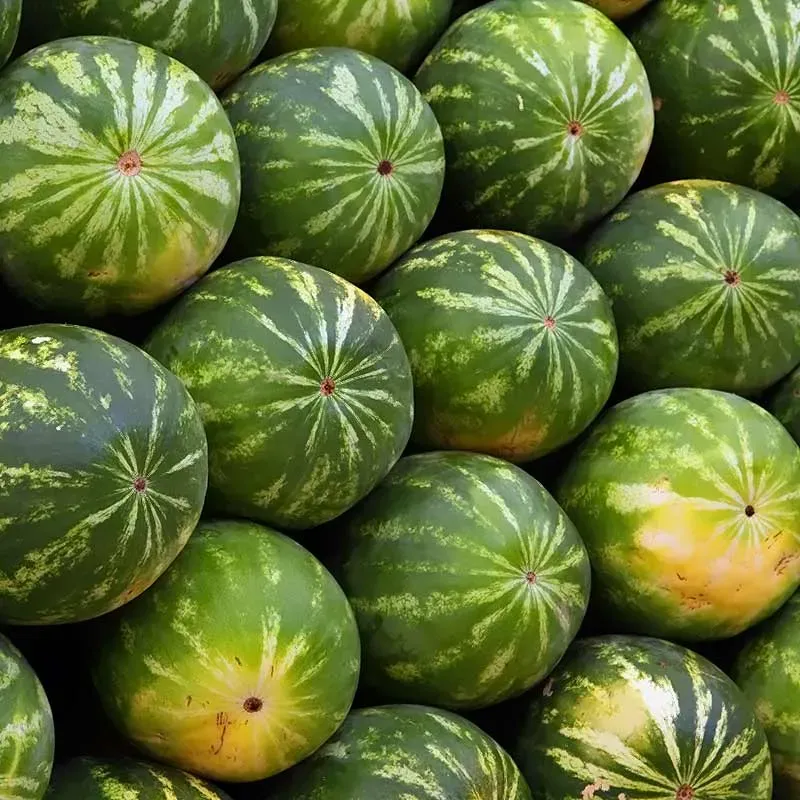 Urtegartneriet øko Petit Gris honningmelonfrø 5 frø