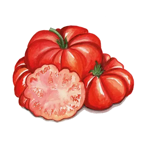 NordFrö Costoluto Fiorentino tomatfrø drivhus