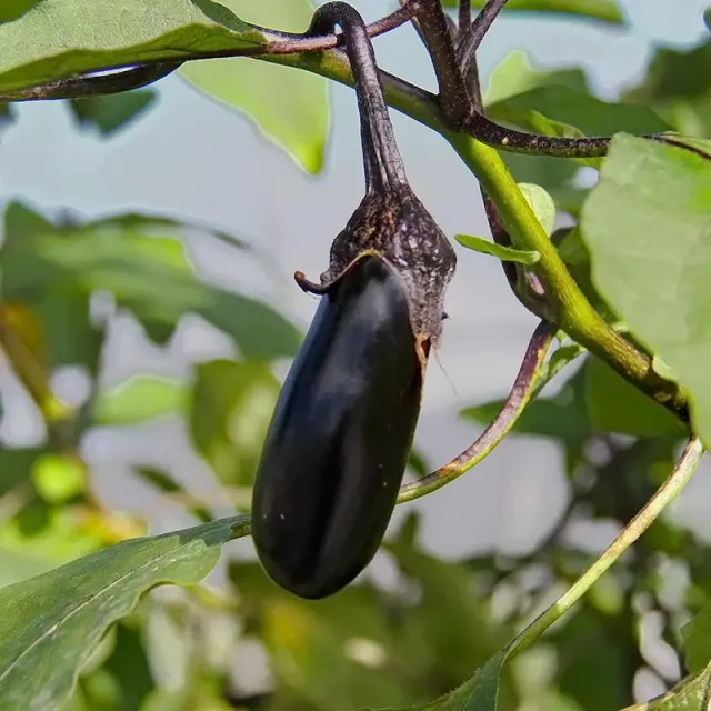 Urtegartneriet øko Aubergine frø De Barbentane 15 frø
