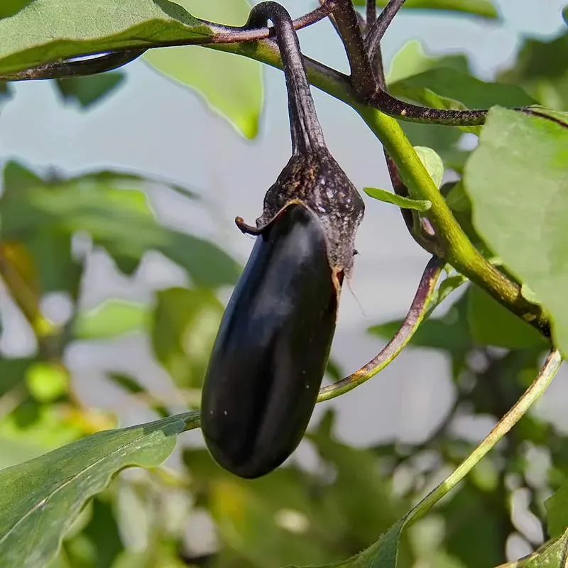 Urtegartneriet øko Aubergine frø De Barbentane 15 frø
