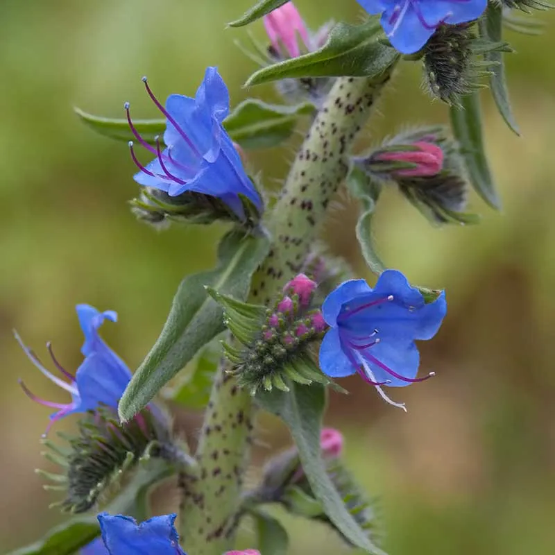Urtegartneriet øko Slangehoved Echium vulgare frø 50 frø
