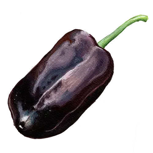 NordFrö Sweet Chocolate peberfrø mild blokpeber