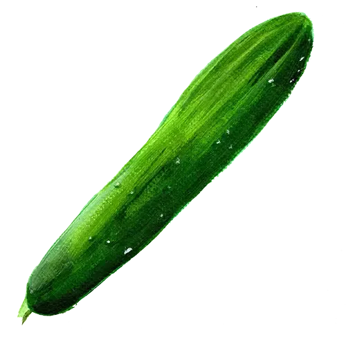 NordFrö Gergana agurkefrø bitterfri 30 cm