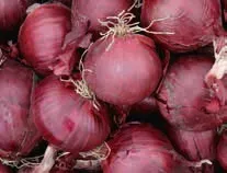 Trifolium Rødløg Red Baron stikløg 200g