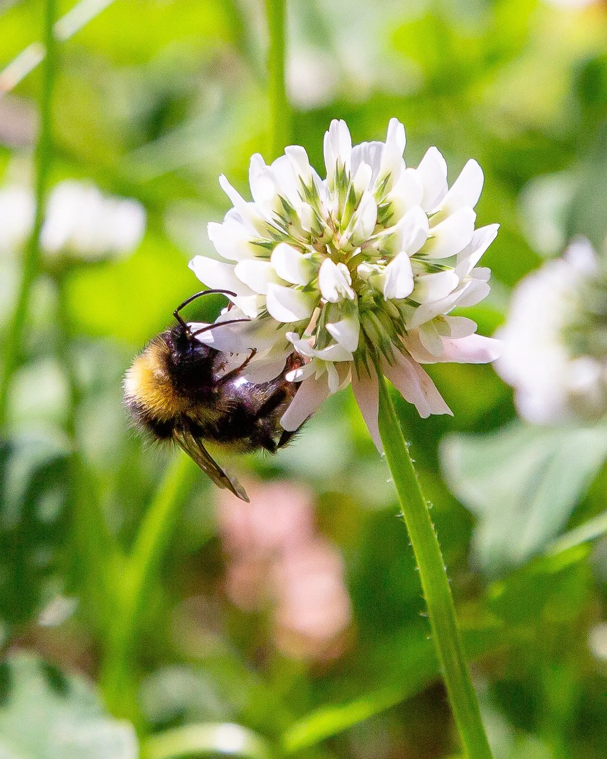 Blossombs bomuldspose frøbomber 8 stk vildblomst
