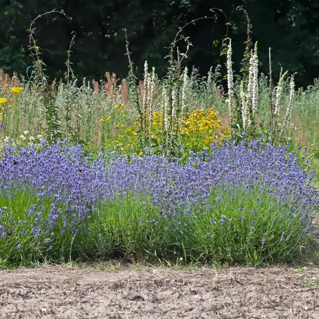 Urtegartneriet øko Lavendel angustifolia frø duftplante