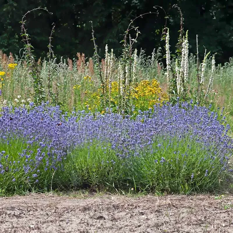 Urtegartneriet øko Lavendel angustifolia frø duftplante