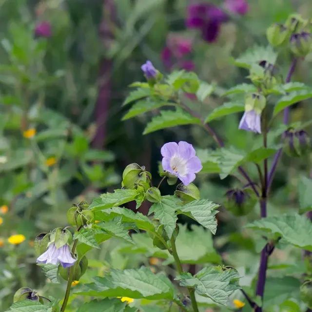 Urtegartneriet øko Nicandra physaloides kantbægerfrø 100 stk