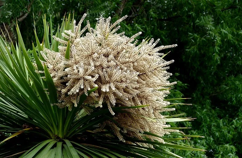Natureseeds Australis cordylinefrø 5 frø palme