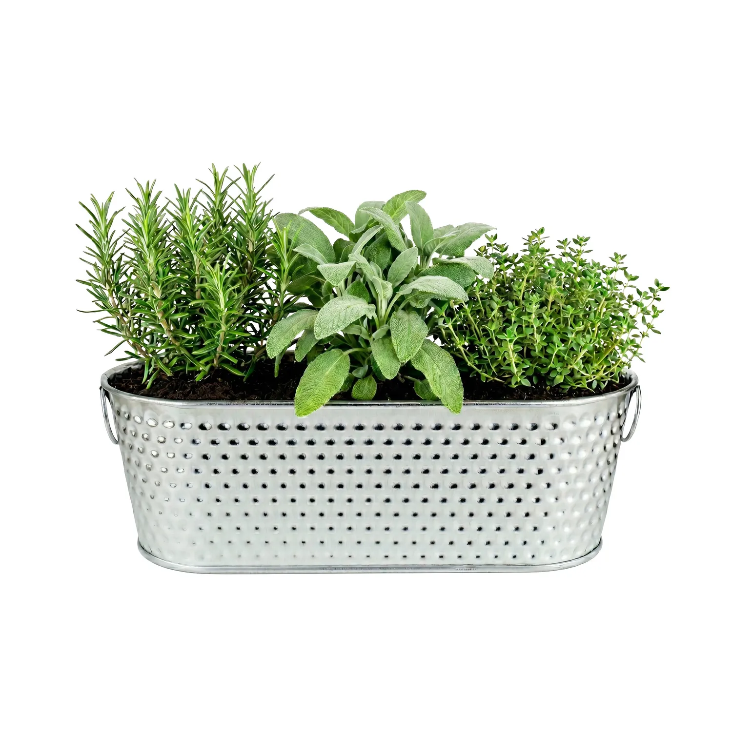 Buzzy Seeds Organic Grilling Herb dyrkningssæt rosmarin salvie timian