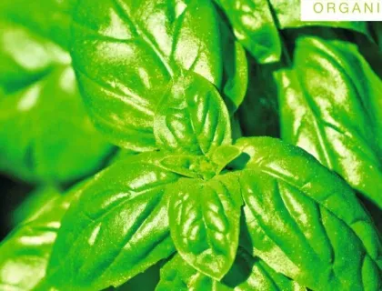 Holschers Sweet Genovese basilikumfrø økologisk pesto