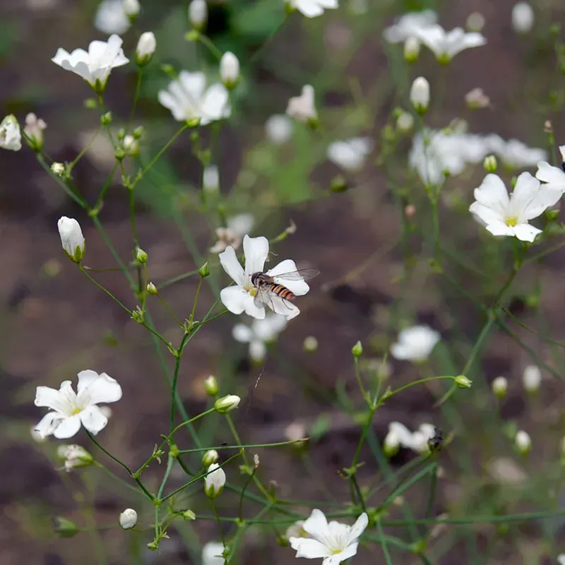 Urtegartneriet Gypsophila elegans brudeslør frø 50 frø etårig