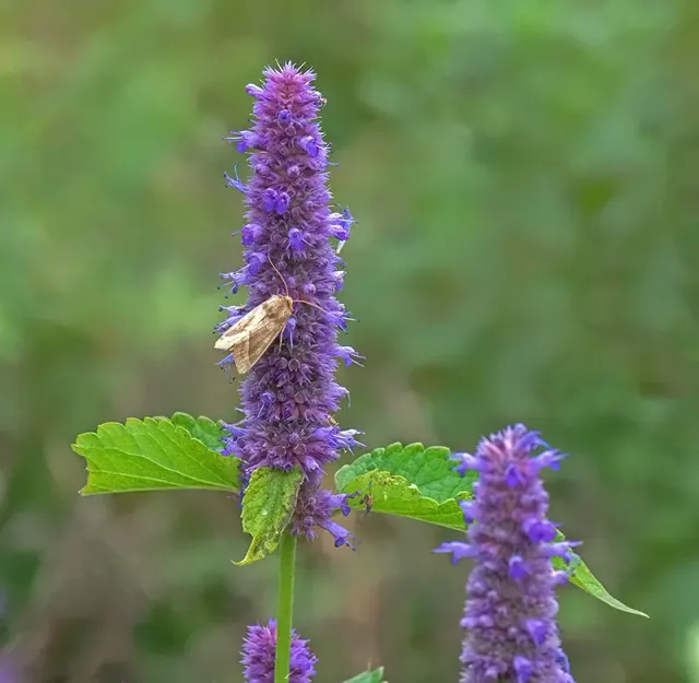 Urtegartneriet øko Anisisop Agastache frø 100 stk sol