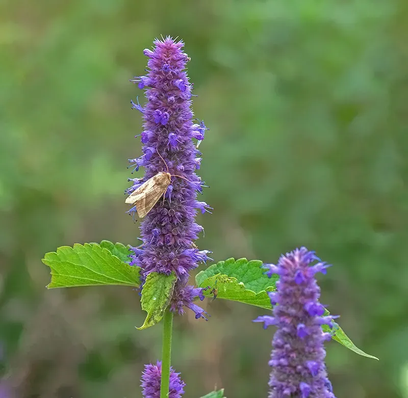 Urtegartneriet øko Anisisop Agastache frø 100 stk sol