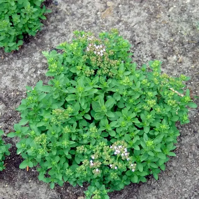 Urtegartneriet øko Oregano Compact frø dværg flerårig