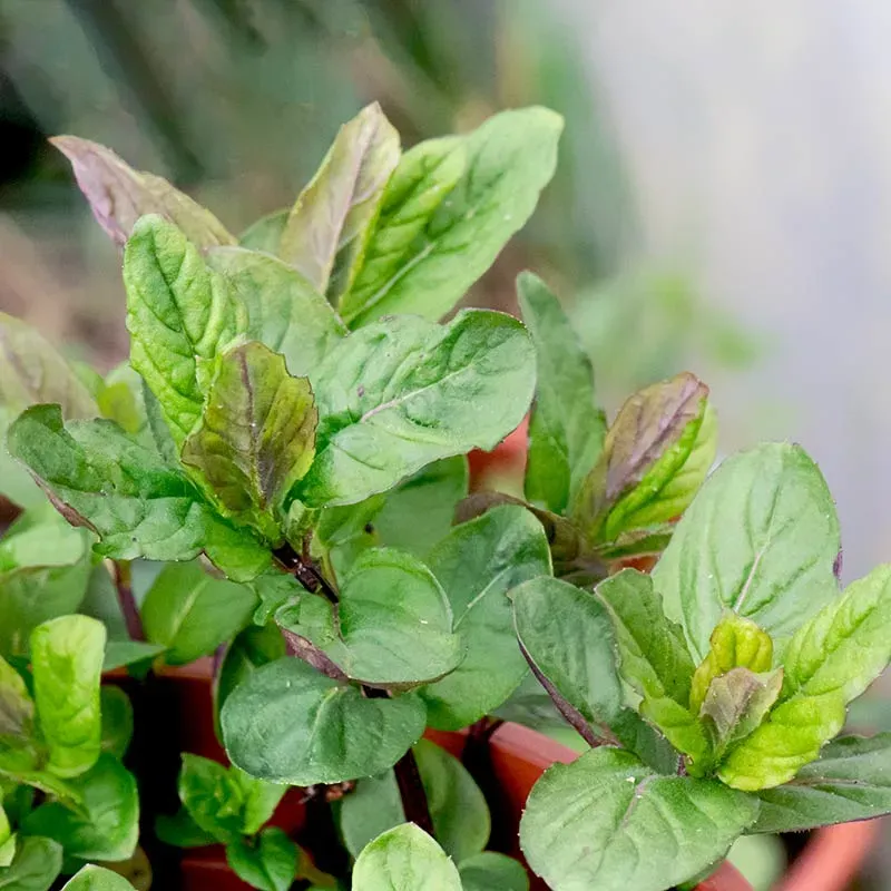 Urtegartneriet øko Lemonmynte frø Mentha sp. citrus