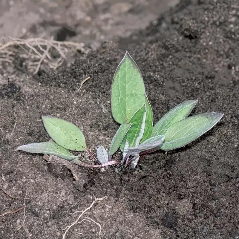Urtegartneriet øko Hundetunge Cynoglossum frø 2-årig biplante