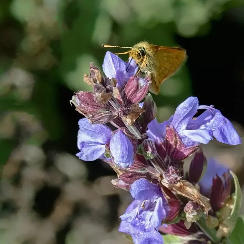 Urtegartneriet øko Alm Salvie frø Salvia officinalis