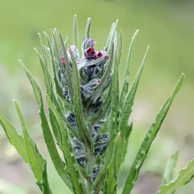 Urtegartneriet øko Hundetunge Cynoglossum frø 2-årig biplante