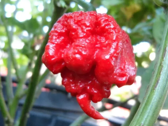 Natureseeds Carolina Reaper chilifrø 10 stk stærk
