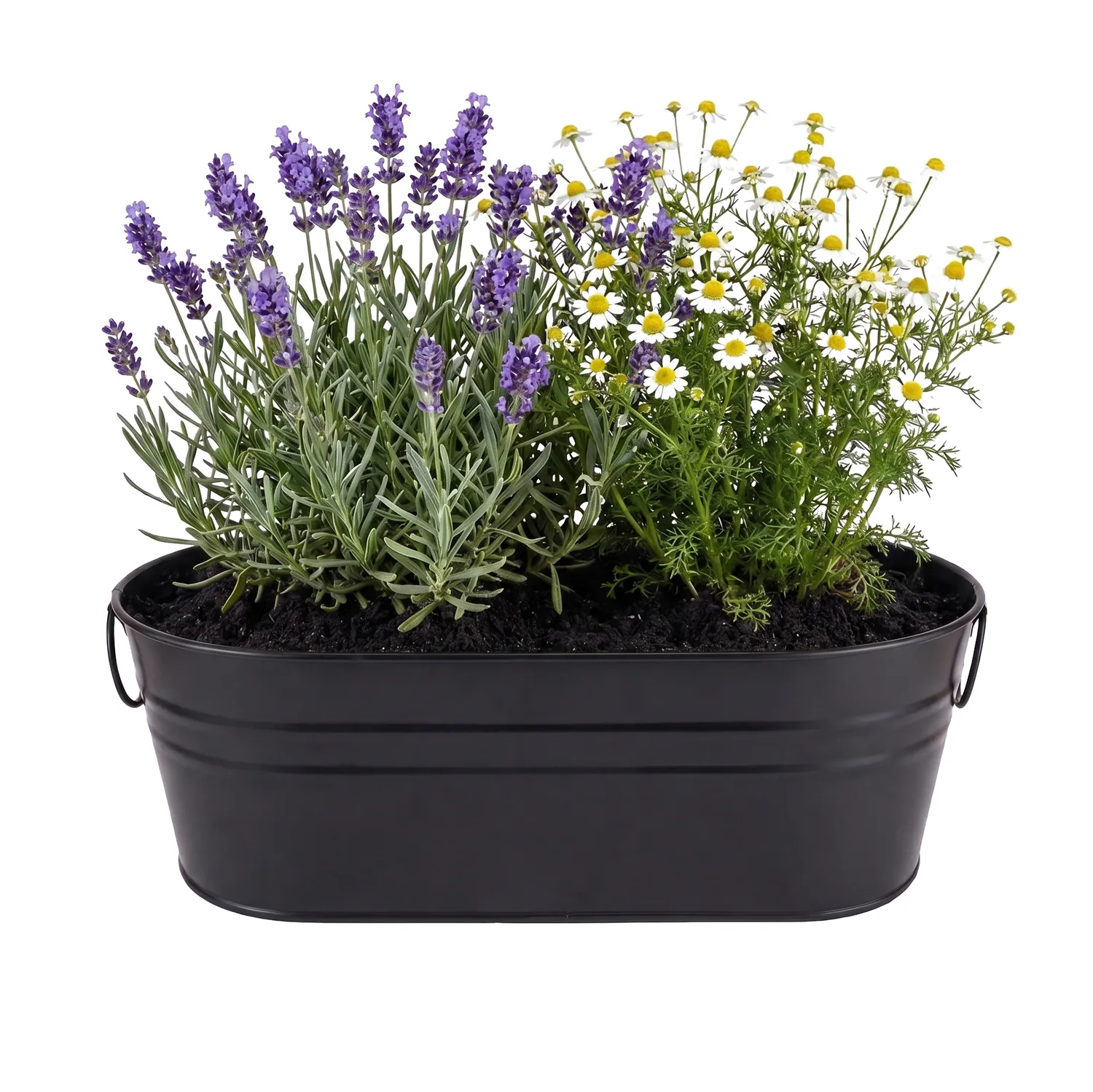Buzzy Seeds Zen Garden dyrkningssæt lavendel kamille sort