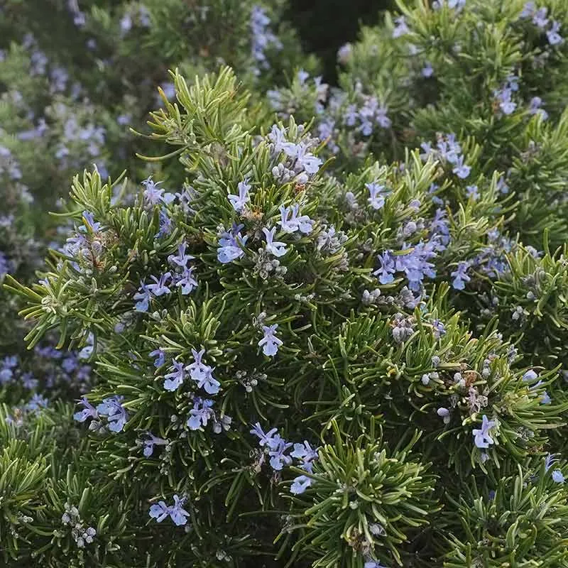 Urtegartneriet øko Rosmarin Rosmarinus officinalis frø ca. 100 frø krydderurt