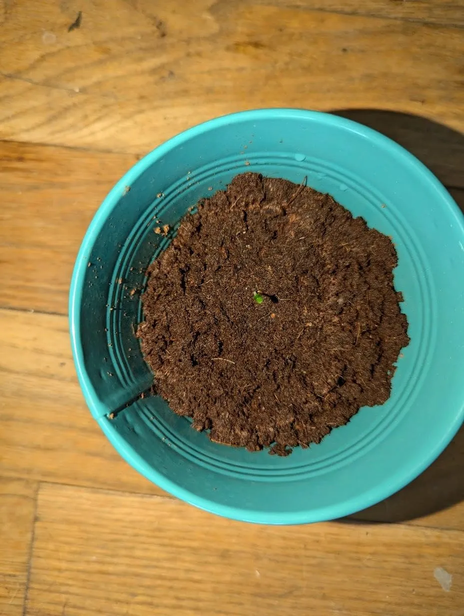 Buzzy Seeds Warm Wishes Holiday Pail dyrkningssæt rosmarin