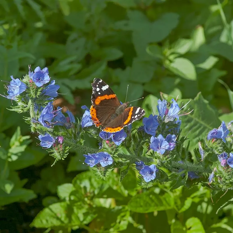 Urtegartneriet øko Slangehoved Echium vulgare frø 50 frø