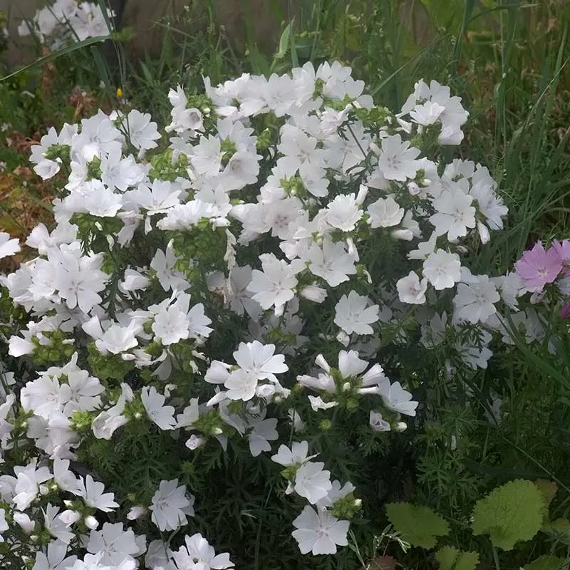 Urtegartneriet øko Moskuskatost blomsterfrø 100 frø