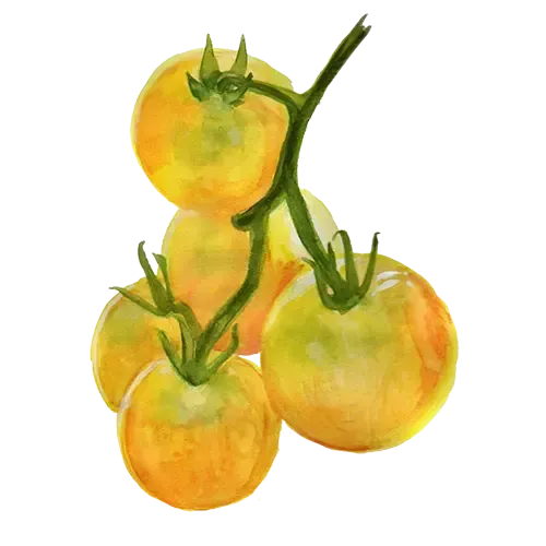 NordFrö Wapsipinicon tomatfrø bleggul sød