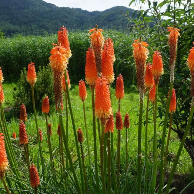 Natureseeds Kniphofia Fakkel Lilje frø 10 stk flerårig