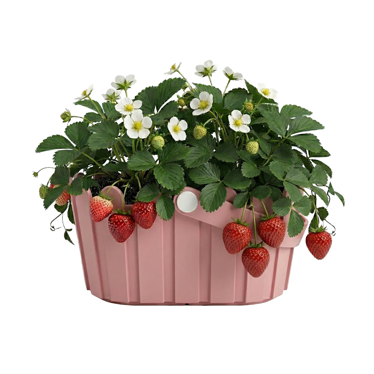 Buzzy Seeds Strawberry Grow Kit dyrkningssæt lyserød kurv