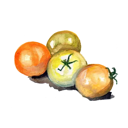 NordFrö Jochalos tomatfrø dværg gul