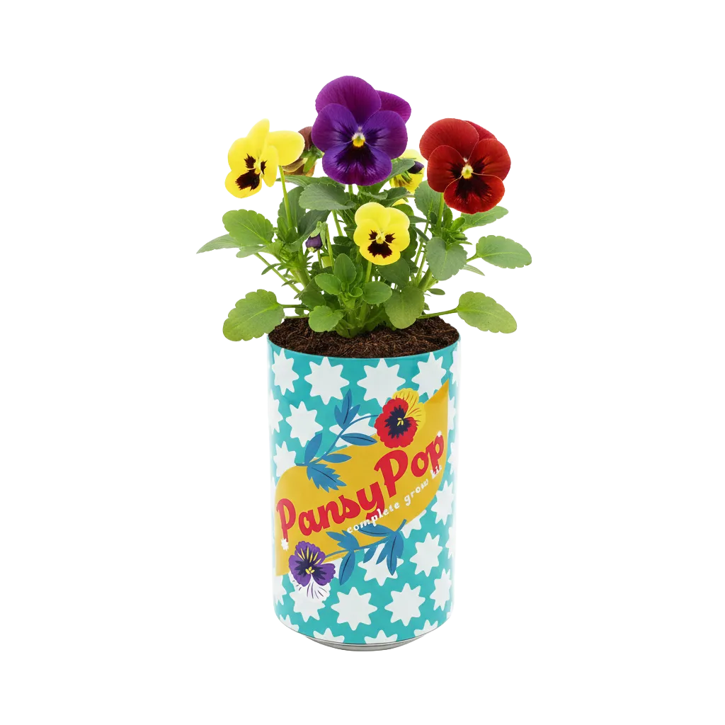 Buzzy Seeds Soda Can Pansy dyrkningssæt stedmoder 6-pak