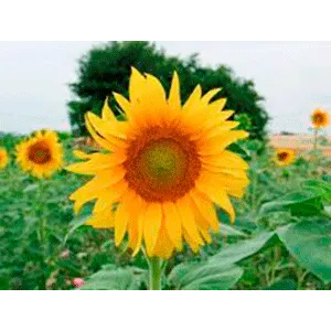 Urtegartneriet øko Solsikke Helianthus annuus frø 25 g etårig