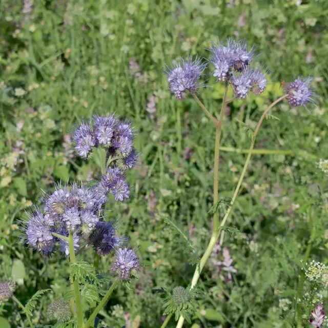 Urtegartneriet øko Honningurt Phacelia frø 25 gram