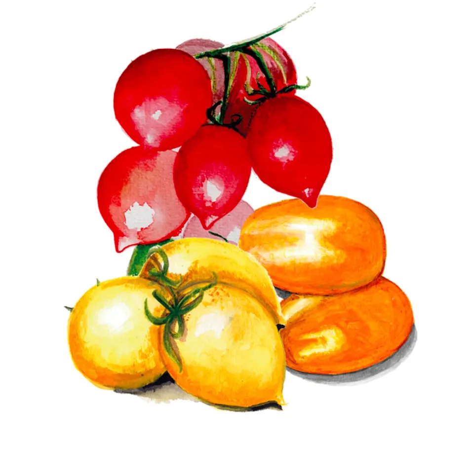 NordFrö Vintertomat Mix tomatfrø rød-orange-gul lagring