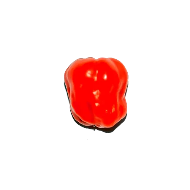 Urtegartneriet øko Habanero chilipeber frø 15 frø