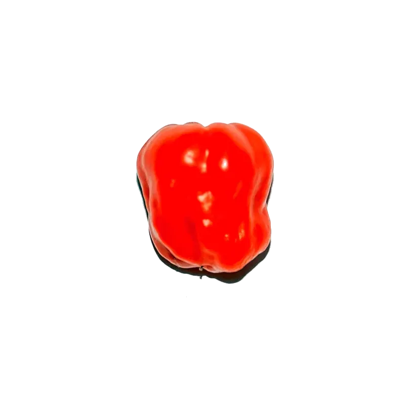 Urtegartneriet øko Habanero chilipeber frø 15 frø