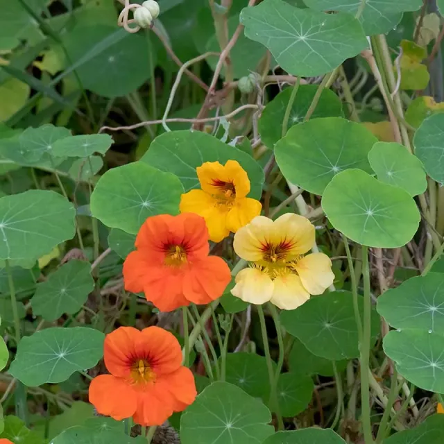 Urtegartneriet øko Tallerkensmækker Tropaeolum majus frø ca. 20 frø sol
