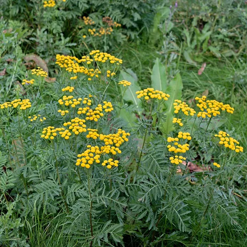 Urtegartneriet øko Rejnfan Tanacetum vulgare frø flerårig