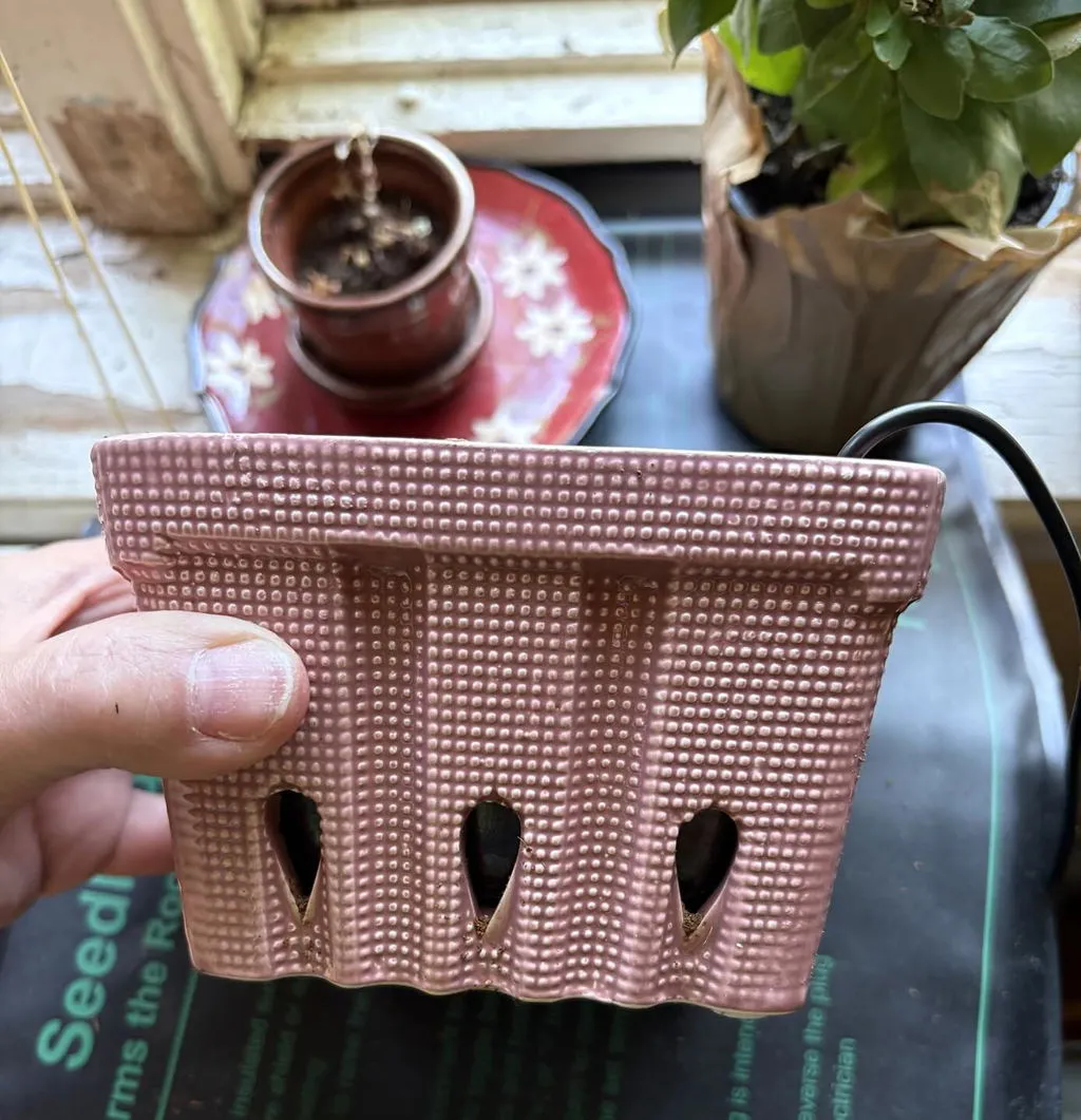 Buzzy Seeds Lavender dyrkningssæt hvid kurv duftende