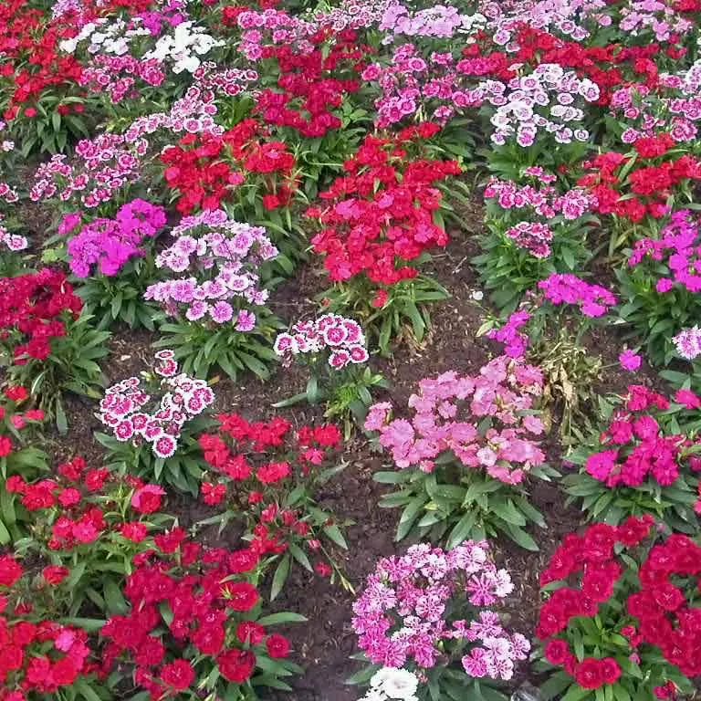 Urtegartneriet øko Studenternellike Dianthus barbatus frø 100 stk