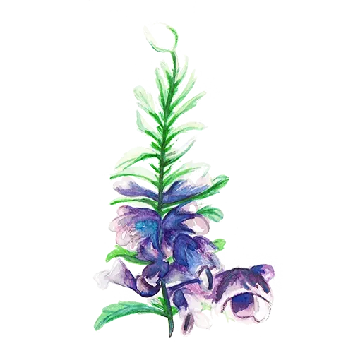 NordFrö Turkisk Drakblomma blomsterfrø duft