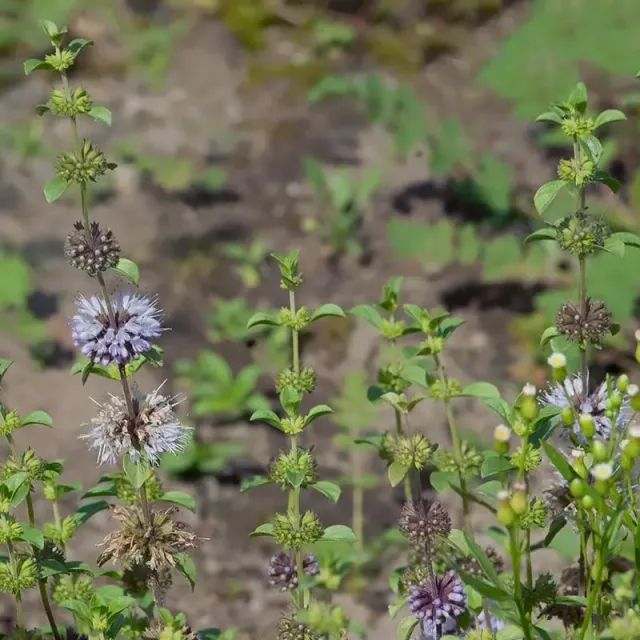 Urtegartneriet øko Poleimynte Mentha pulegium frø ca. 100 frø