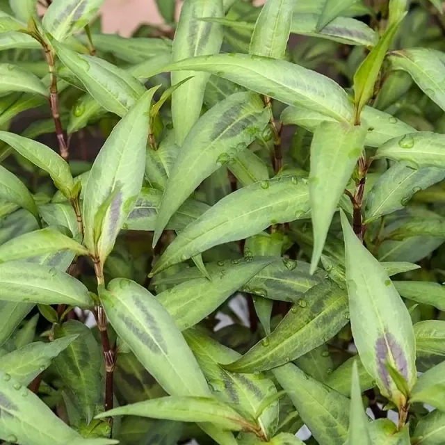 Urtegartneriet øko Vietnamesisk Koriander plante 60 cm flerårig