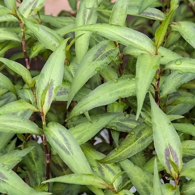 Urtegartneriet øko Vietnamesisk Koriander plante 60 cm flerårig