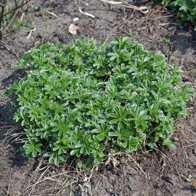 Urtegartneriet øko Bjergløvefod plante 20 cm