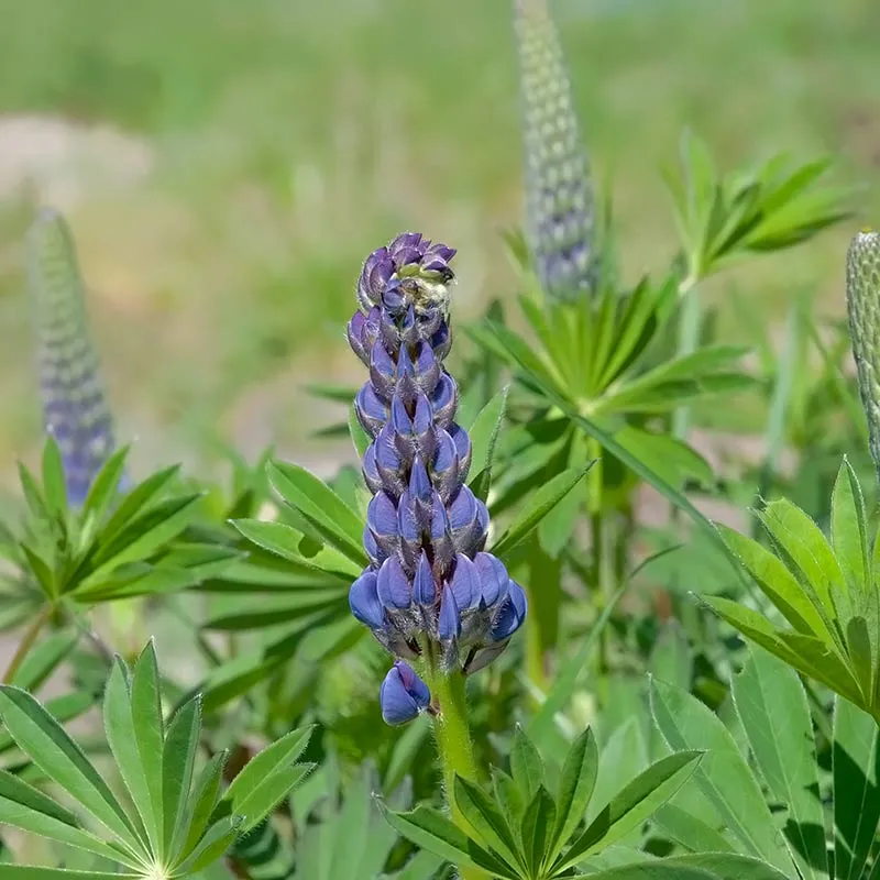 Urtegartneriet øko Lupinus flerårig lupin frø 25 frø mix