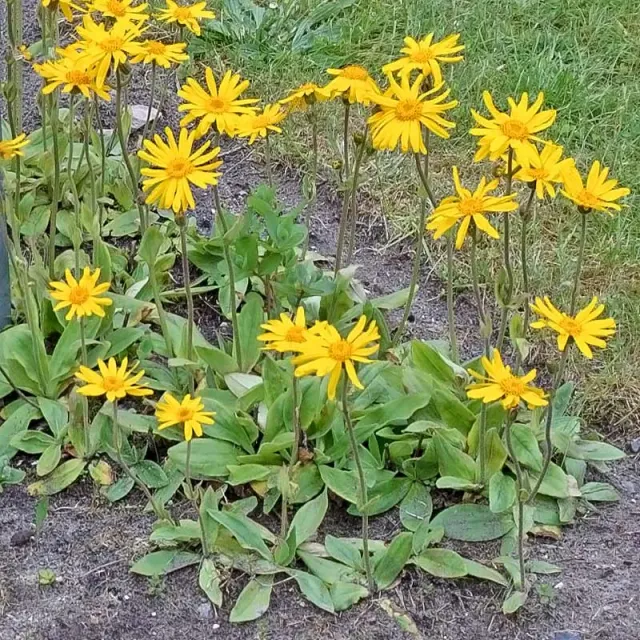 Urtegartneriet øko Arnika Arnica montana frø guldblomme